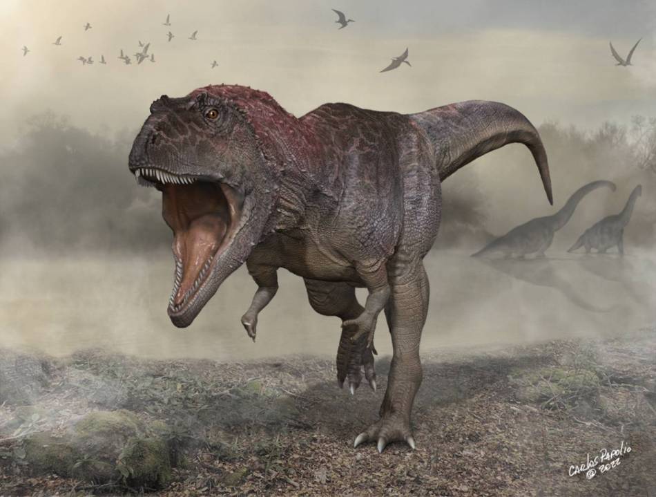 De 11 metros de longitud, brazos pequeños, gran cráneo y un peso estimado de 4200 kg, ‘Meraxes gigas’ es uno de los dinosaurios carnívoros más grandes registrados. Créditos: reconstrucción del paleoartista Carlos Papolio